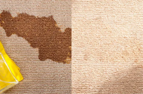 Before and after pet stain removal Los Angeles