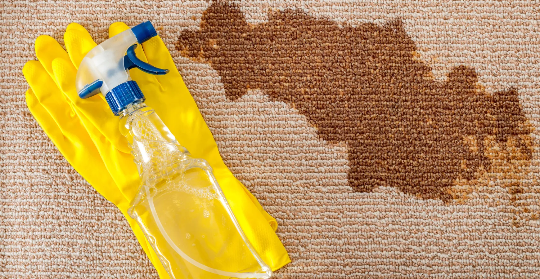 Pet stain and odor removal project Los Angeles