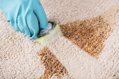 Pet stain removal in a Los Angeles home bedroom